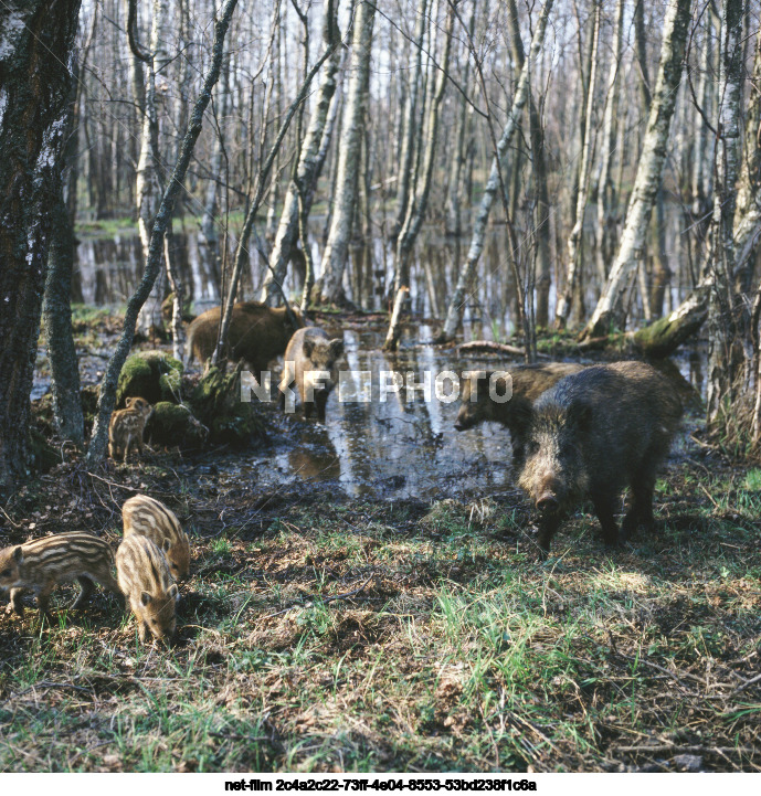 Wild boars on the Curonian Spit