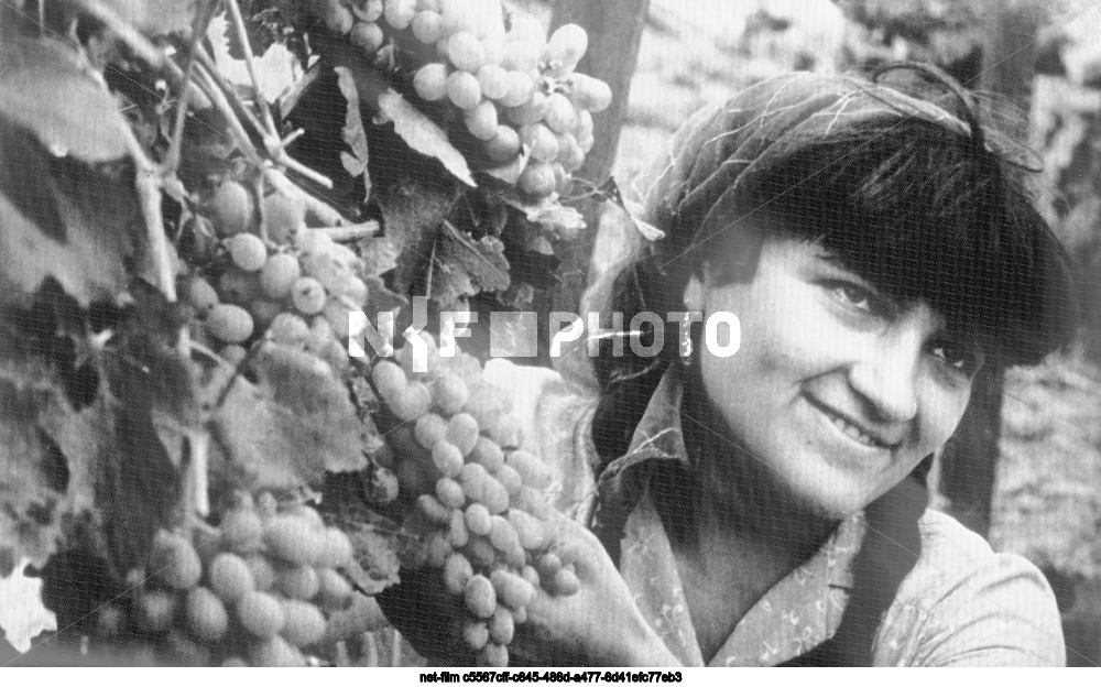 Совхоз "Путь коммунизма" в Дагестанской АССР