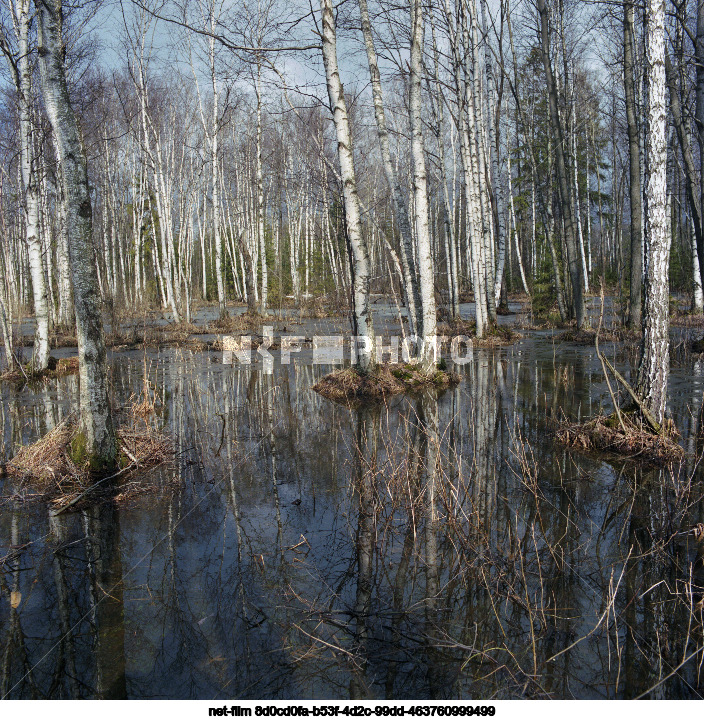 Spring in the Moscow region