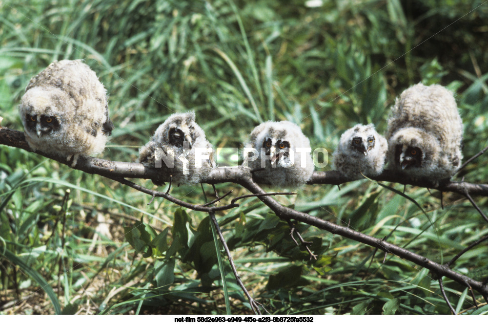 Центрально-Черноземный государственный заповедник им. проф. В.В. Алехина