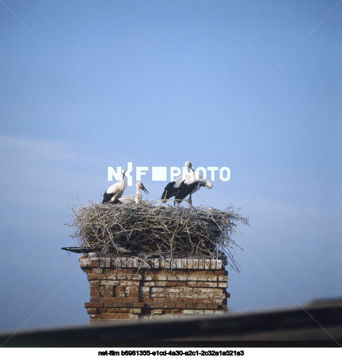 Аисты в Курской области