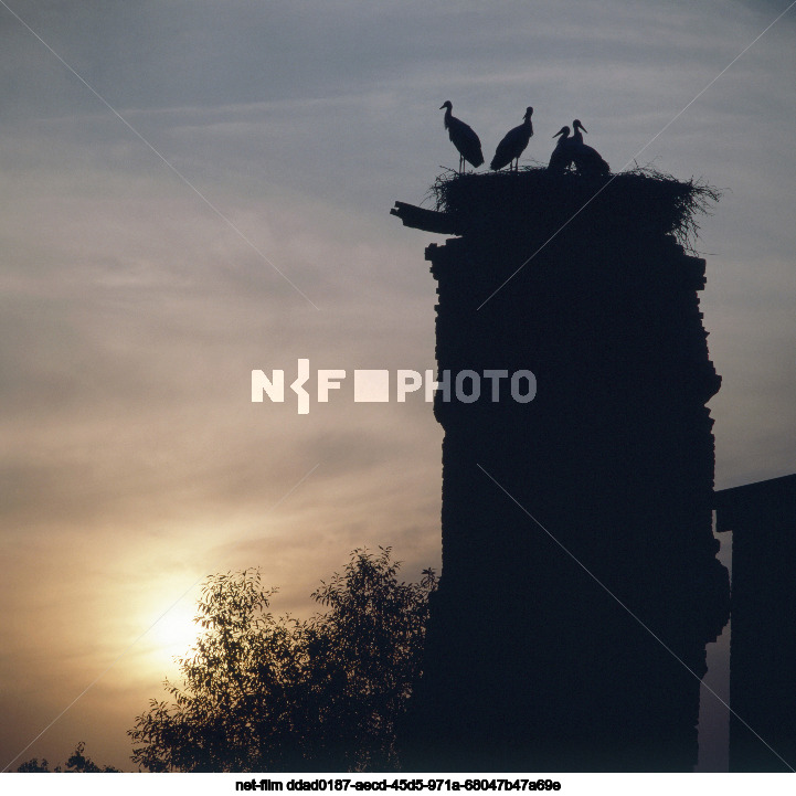 Аисты в Курской области