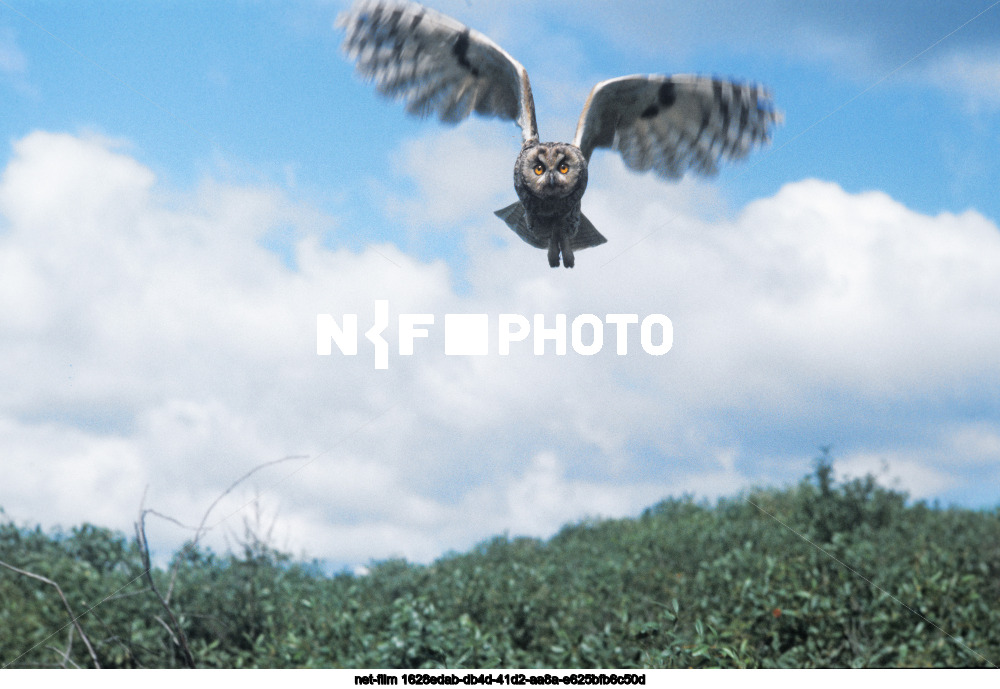 Central Black Earth State Nature Reserve named after prof. V.V. Alekhine