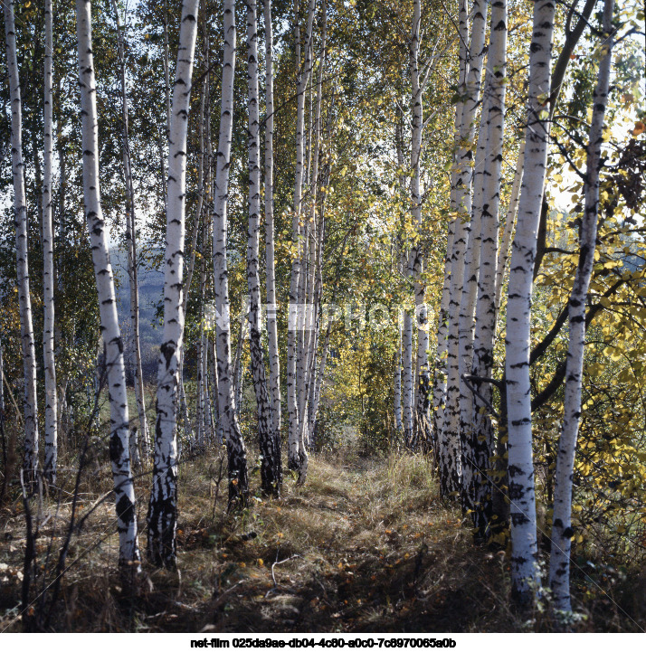 Nature of Kursk region