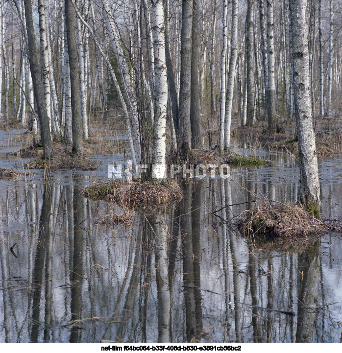 Spring in the Moscow region