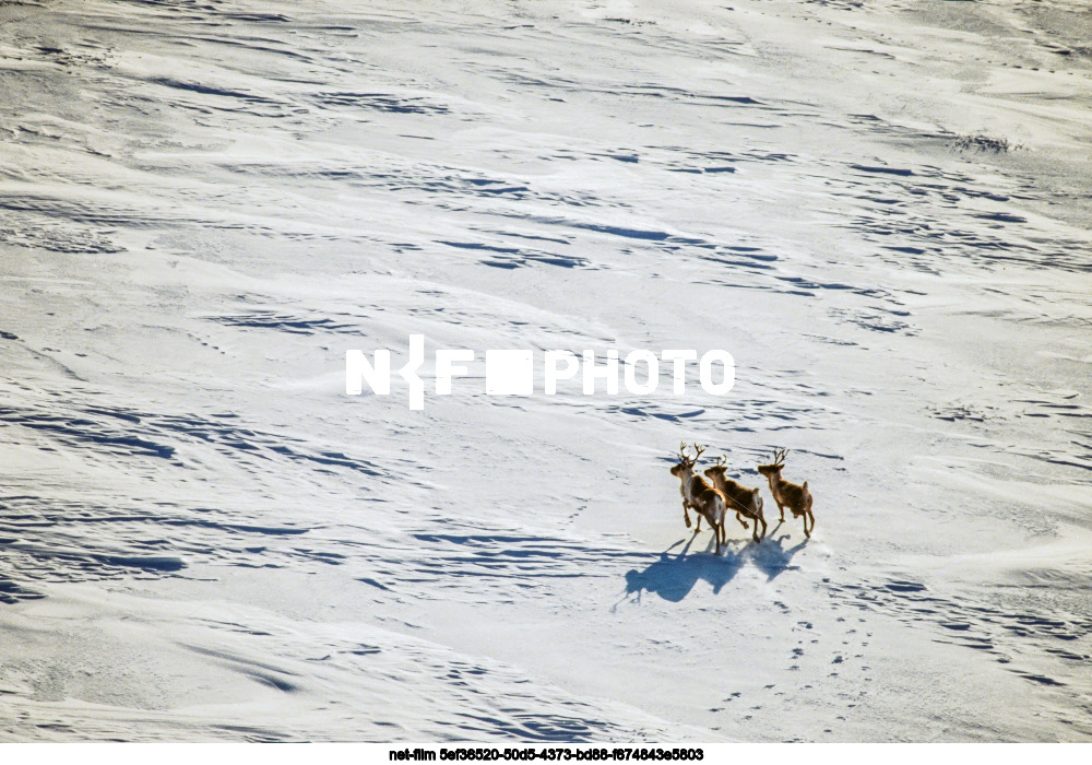 Природа Сахалинской области