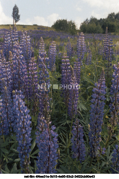 Природа Новгородской области