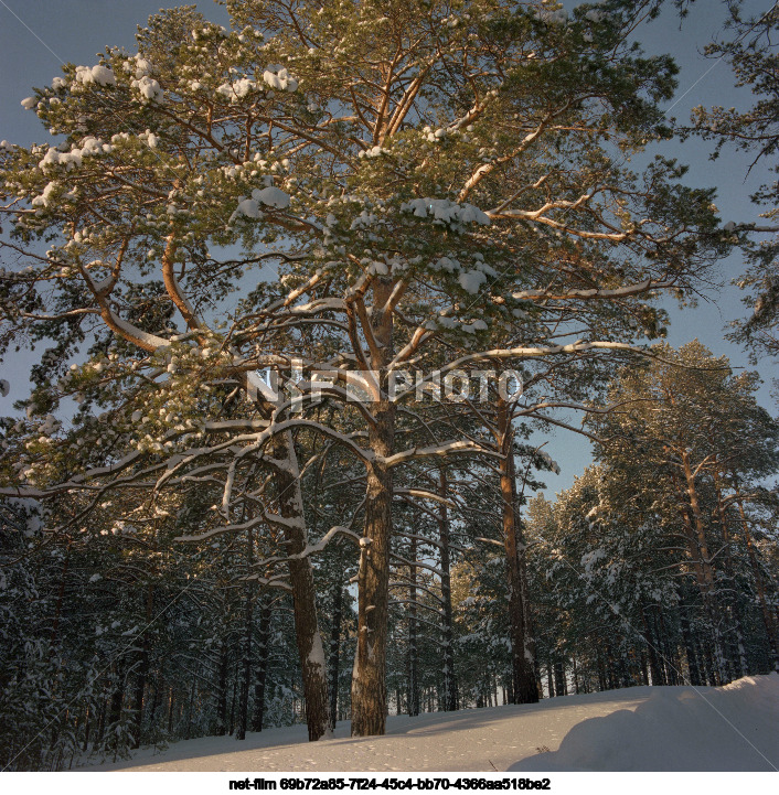 Nature of the Tyumen region