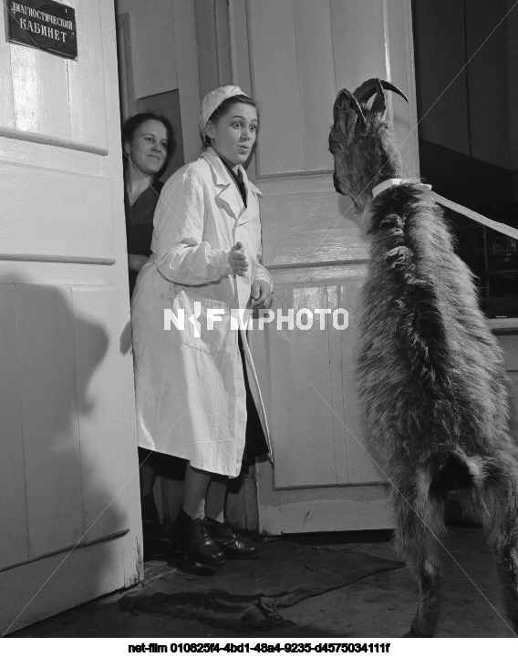 Veterinary clinic of the Moscow Zoo