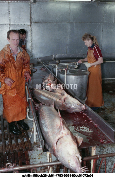 Икорный плавзавод №4 в Астраханской области