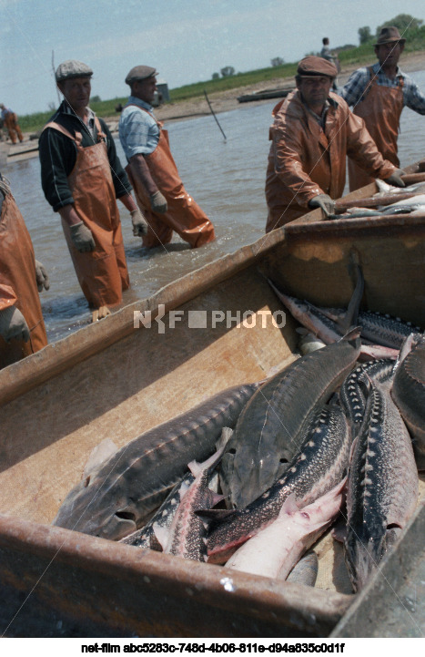Вылов осетров в Астраханской области
