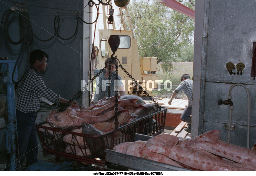 Вылов осетров в Астраханской области