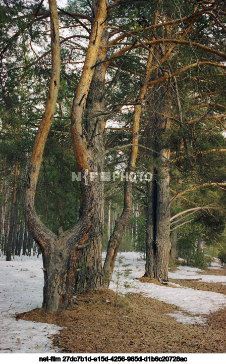 Весна в Тюменской области