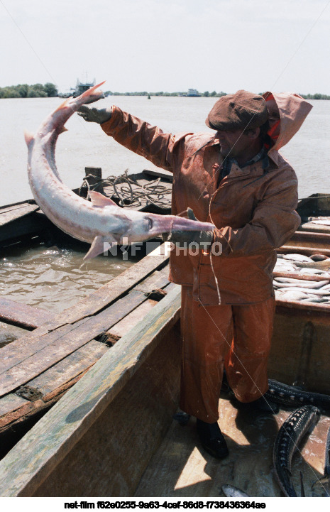 Вылов осетров в Астраханской области