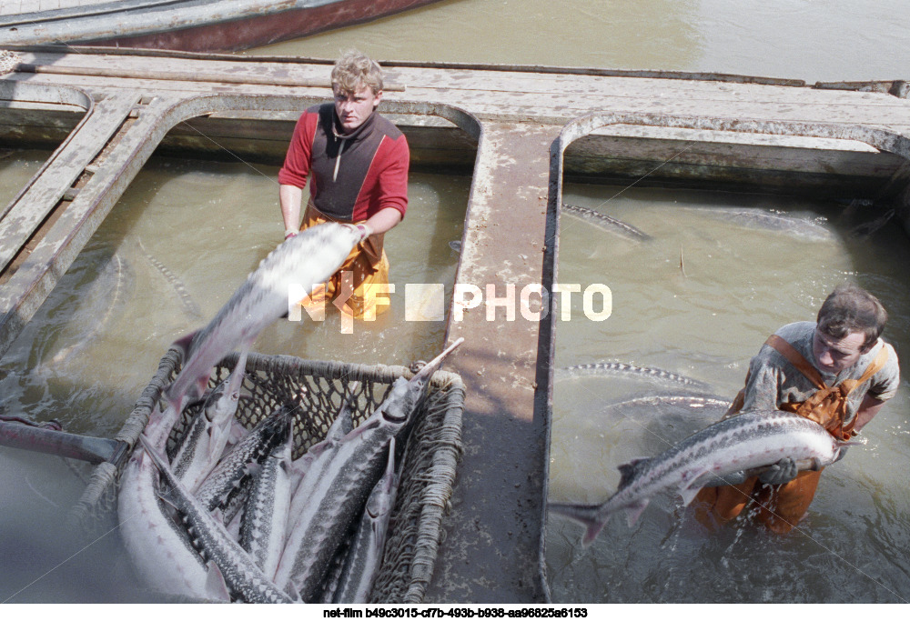 Вылов осетров в Астраханской области
