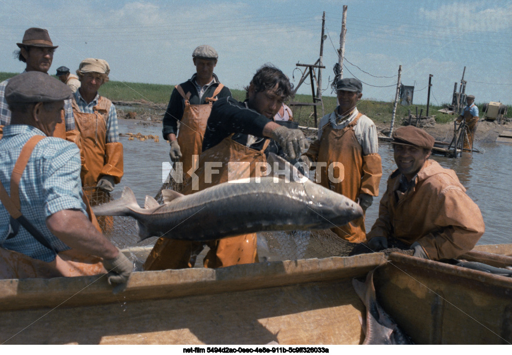 Вылов осетров в Астраханской области