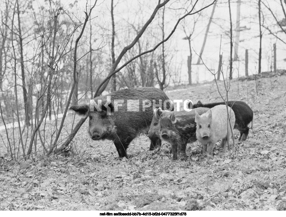 Wild boars in Kursk region