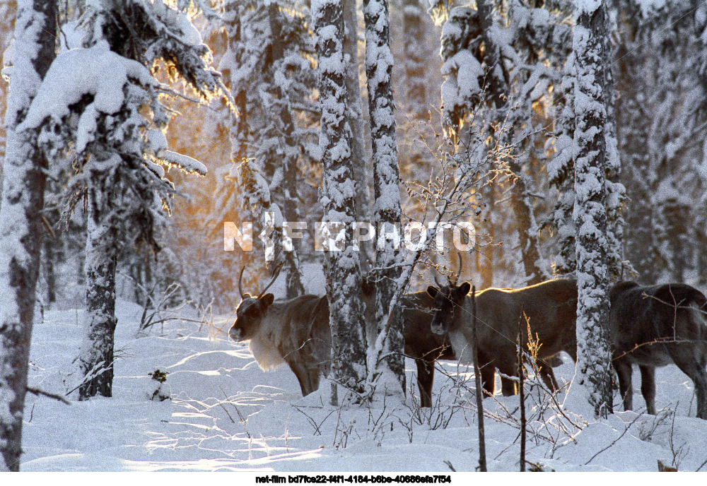 Природа Эвенкийского автономного округа