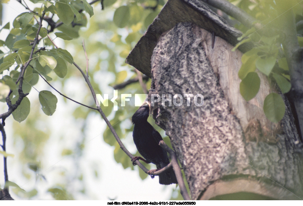 Природа Курской области