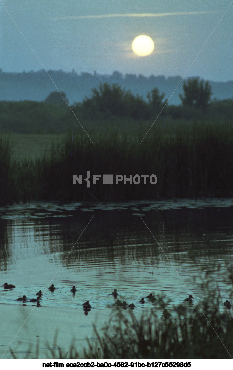 The Karyzhsky Forest Nature Reserve in the Kursk Region