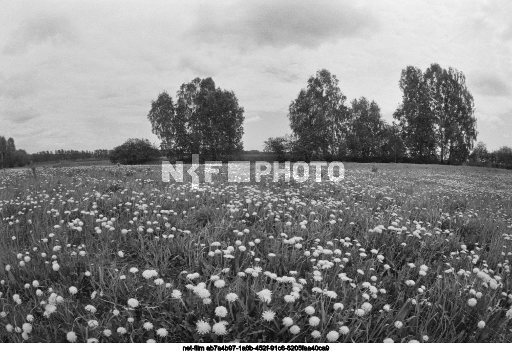 State farm "Kosikhinsky" in the Altai region