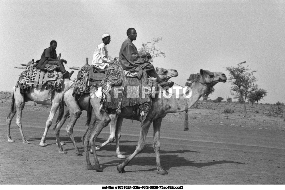 Погонщики верблюдов