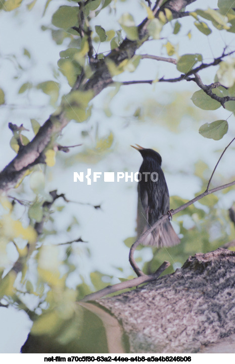 Nature of Kursk region