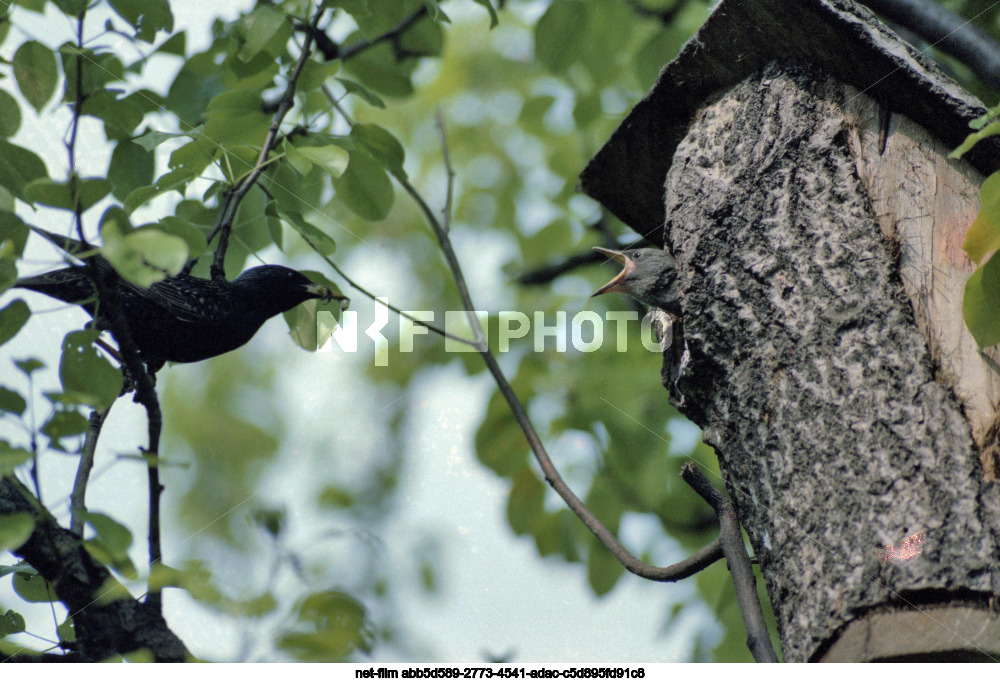 Природа Курской области