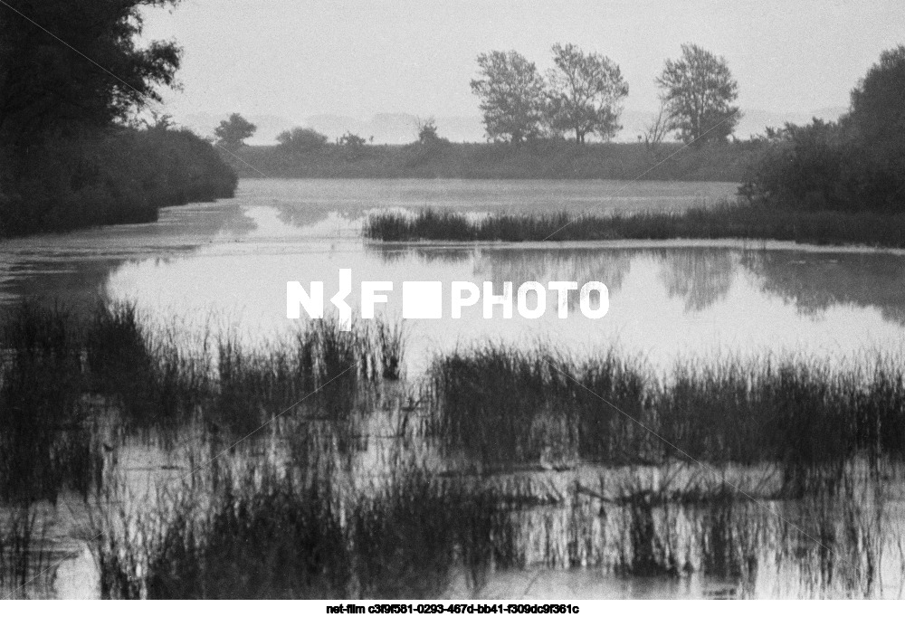 Управление лесного хозяйства «Бузулукский бор»