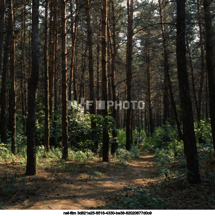 Summer in Kursk region
