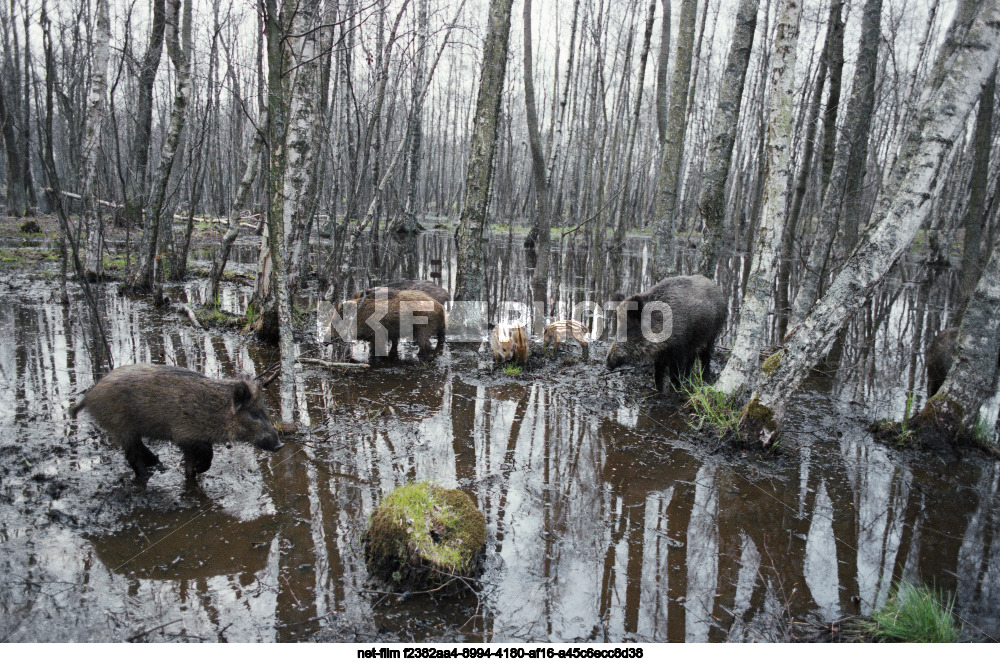 Wild boars on the Curonian Spit