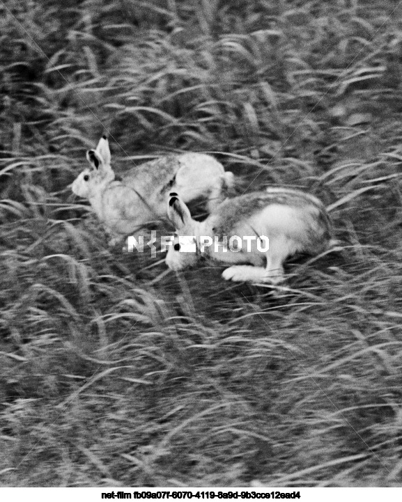 Зайцы-беляки