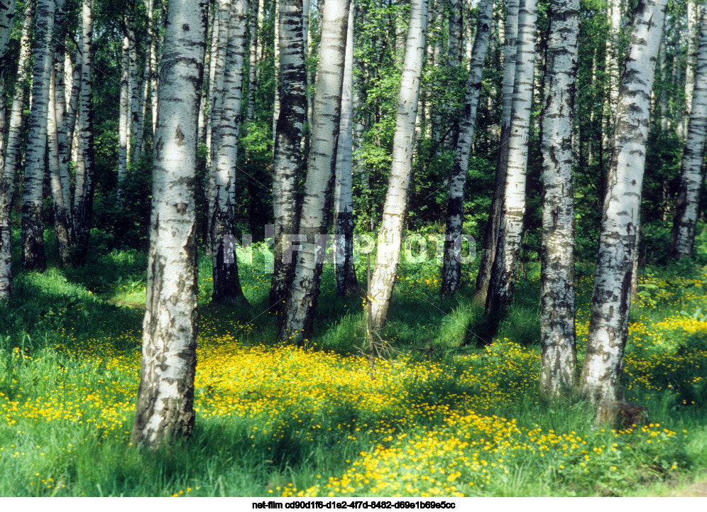 Природа Ярославской области