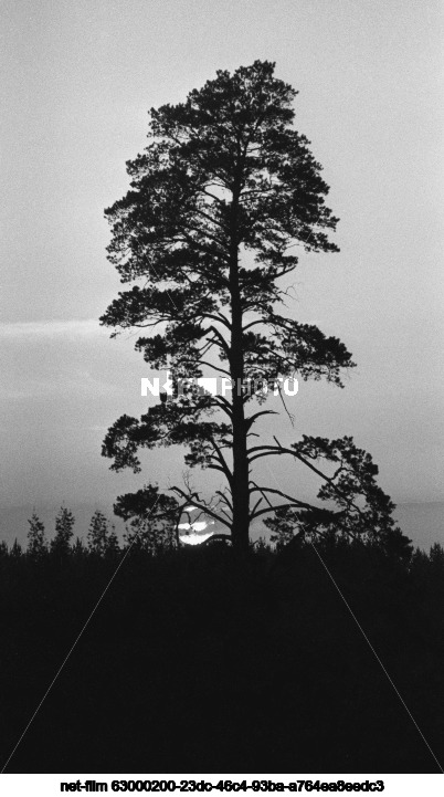 Forestry Department "Buzuluk Bor"