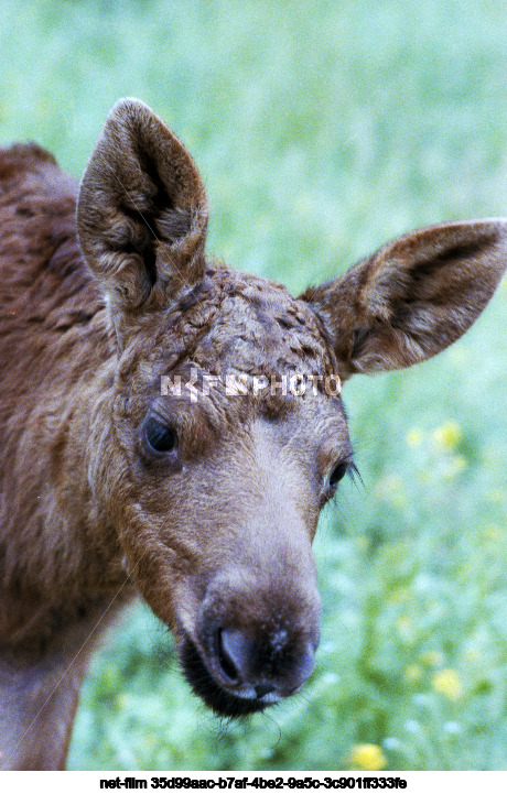 Moose calf