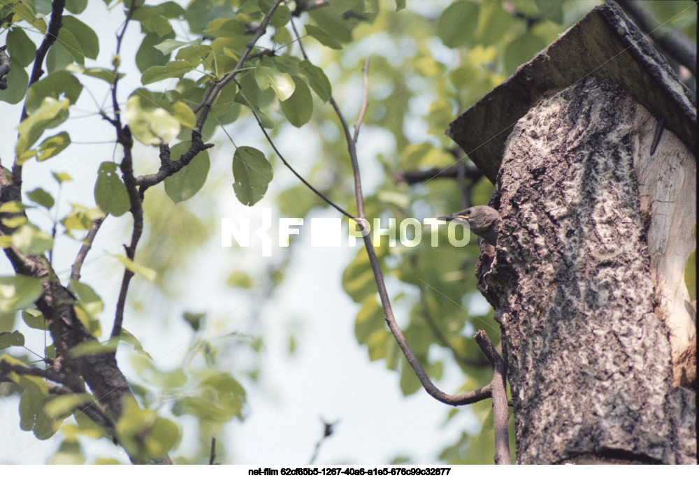 Nature of Kursk region