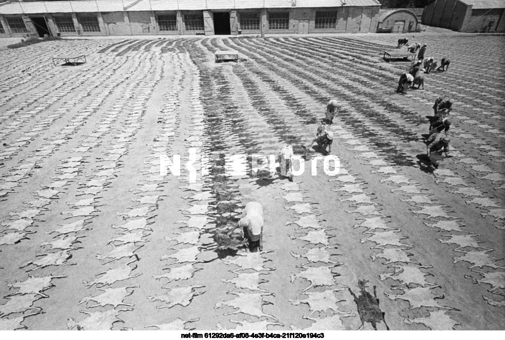 Chardzhou Karakul Factory in the Turkmen SSR
