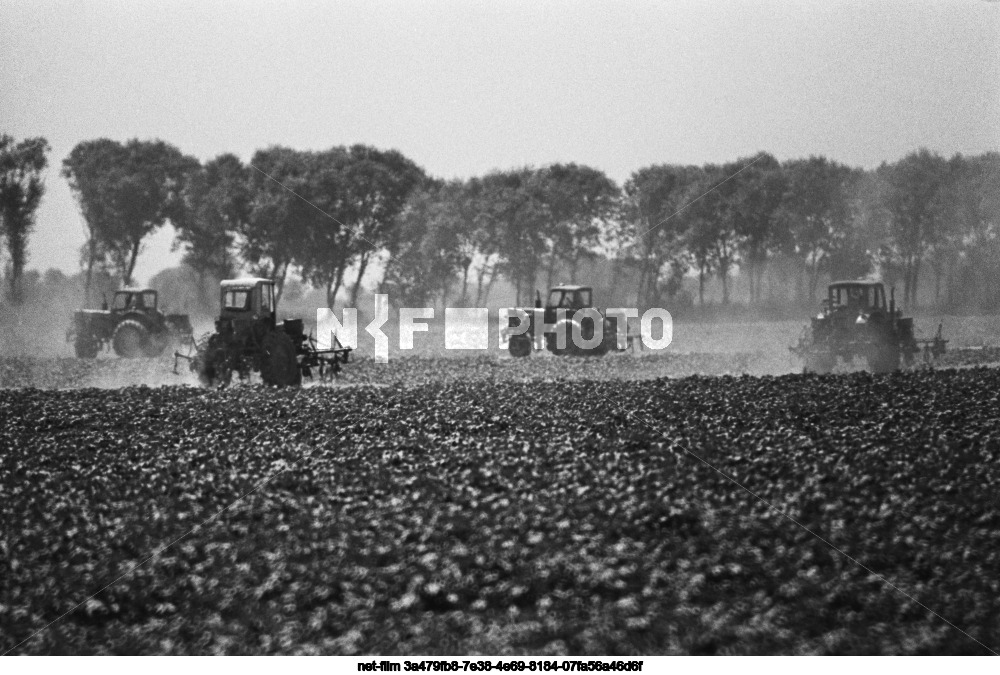 State farm "50 years of the USSR" in the Turkmen SSR