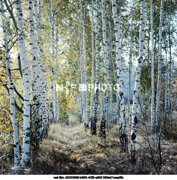 Nature of Kursk region