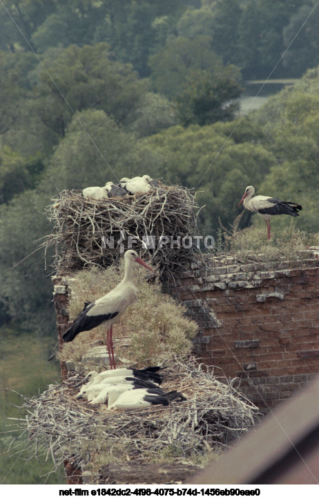 Storks in Kursk region