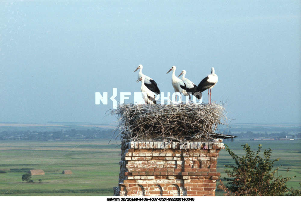 Storks in Kursk region