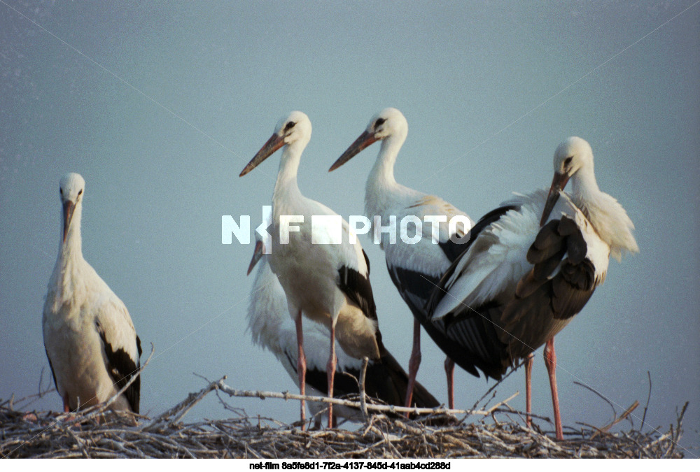 Storks in Kursk region