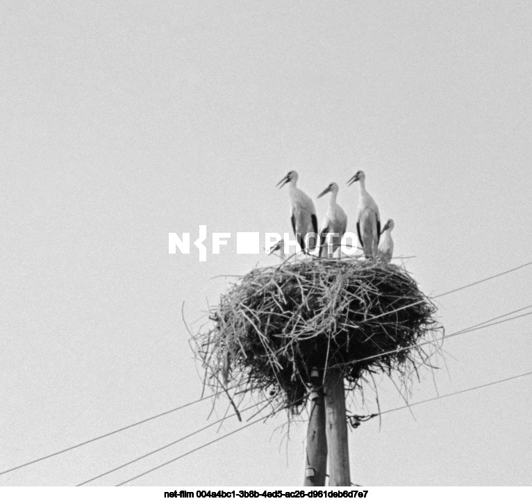 Nature of Kursk region