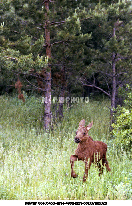 Moose calf