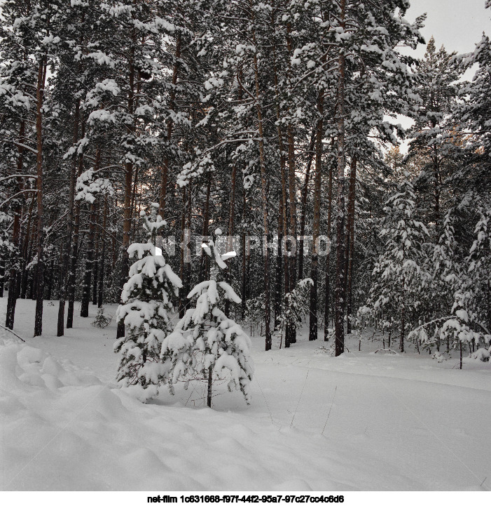 Nature of the Tyumen region