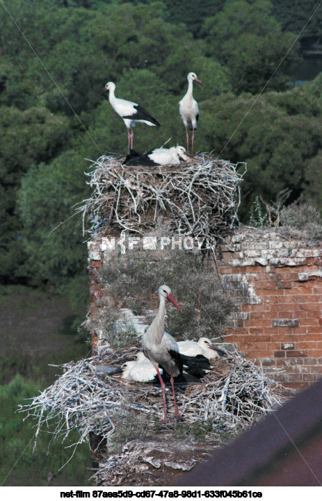 Storks in Kursk region