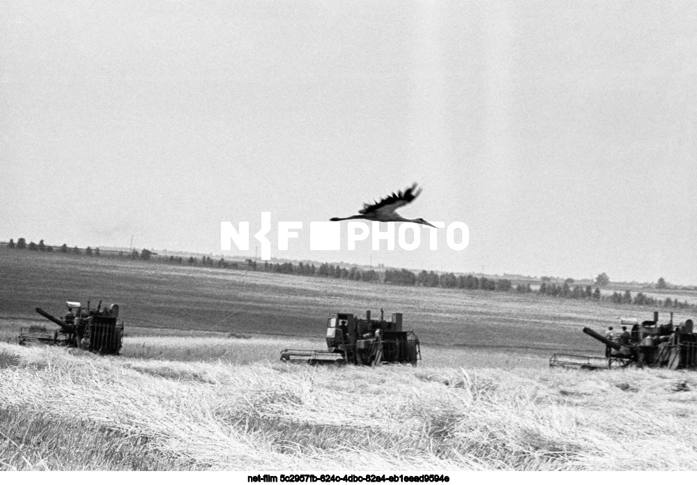 Kolkhoz "Znamya Truda" in Kursk region