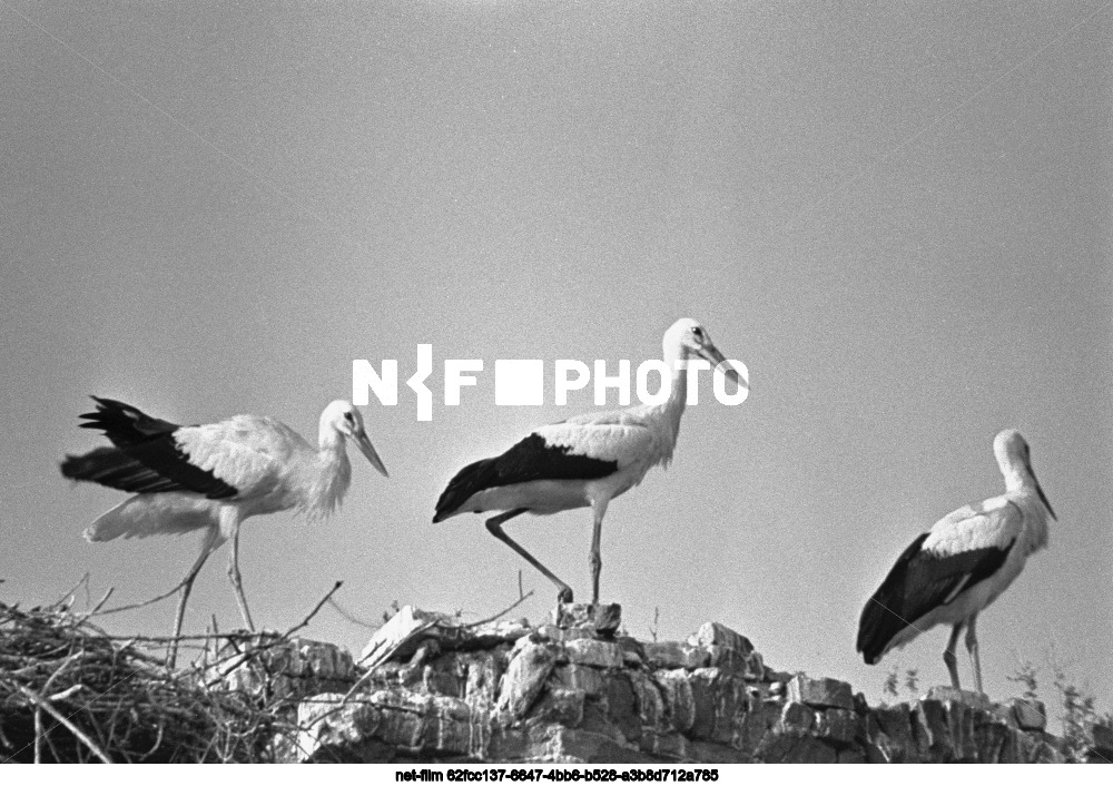 Storks in Kursk region