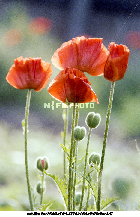 Poppy blossoms