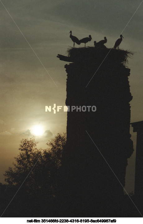 Storks in Kursk region